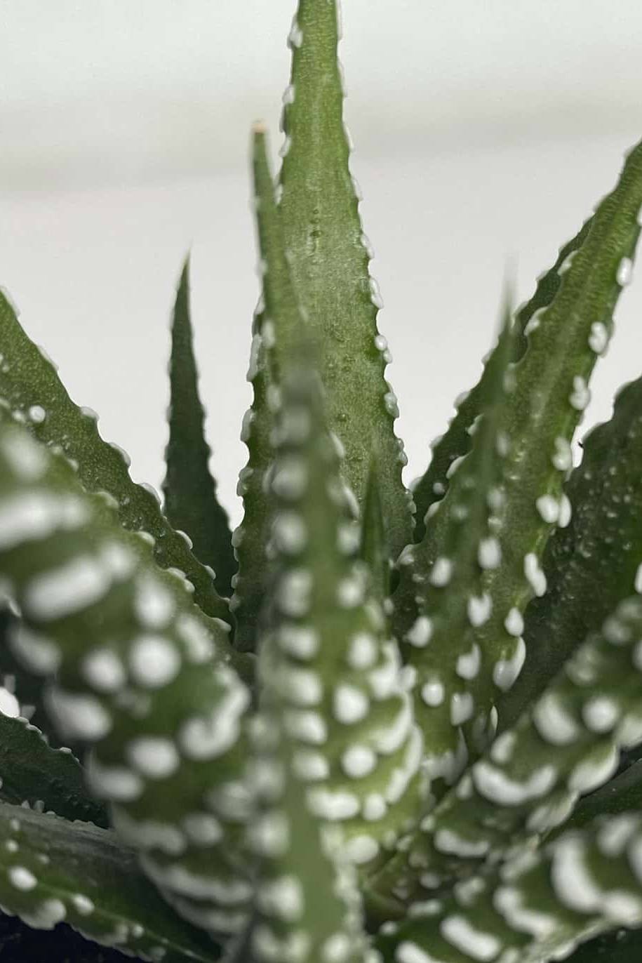Haworthia Wide Zebra Mini (Haworthia) - Image 2