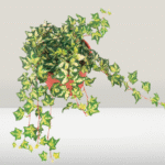 Hedera Helix Variegated Hanging