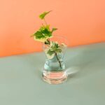 Hedera Helix Cuttings