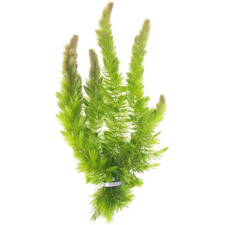 Hornwort Coontails (Lemnaceae)