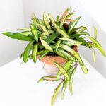 Hoya Wayetii Variegata