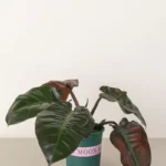 Philodendron Imperial Red (Philodendron erubescens)
