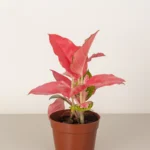 Aglaonema Pink
