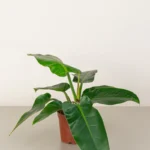 Philodendron Imperial Green