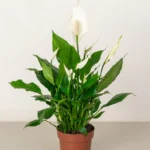 Peace Lily (Spathiphyllum)