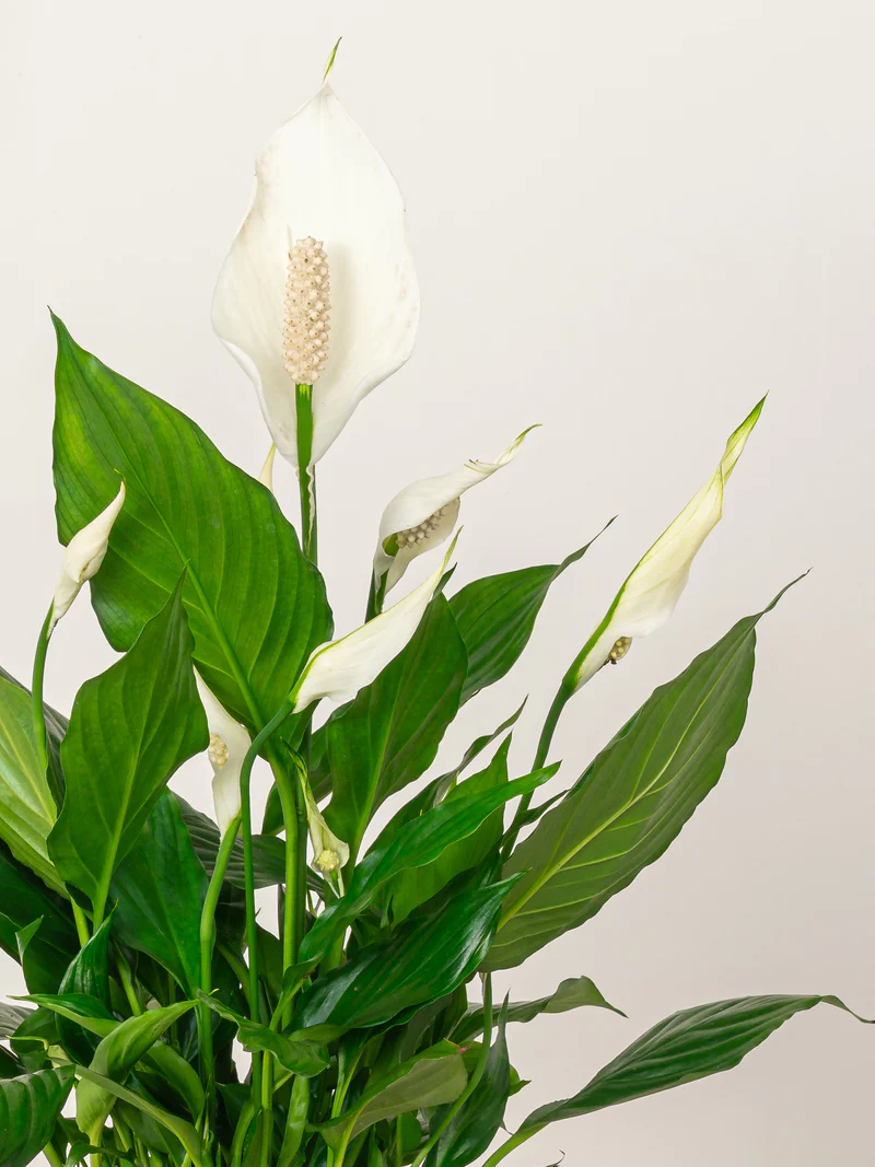Peace Lily (Spathiphyllum) - Image 2