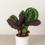 Calathea Roseopicta