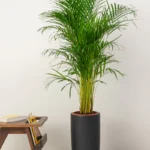 Areca palm