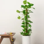 Money Plant (Epipremnum Aureum)