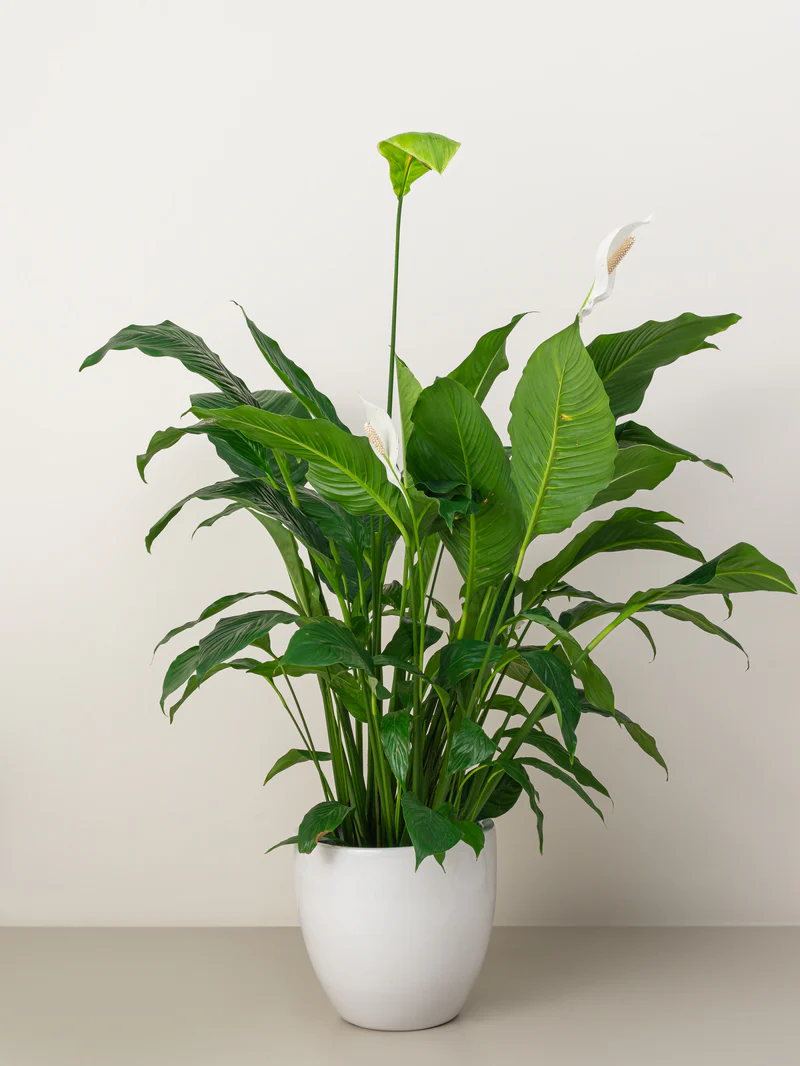 Peace Lily (Spathiphyllum) - Image 3
