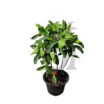 Ixora Coccinea