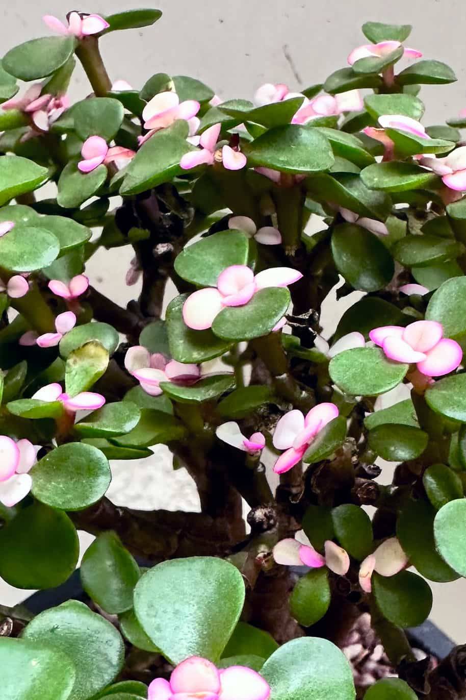 Dwarf Jade Afra Bonsa (Jade) - Image 2