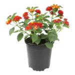 Lantana Camara
