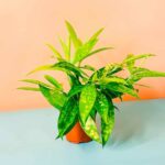 Lime Dust Dracaena Mini (Dracaena Surculosa Maculata)