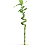 Lucky Bamboo Stick Single