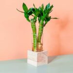 Lucky Bamboo Cubo (PS Decor)