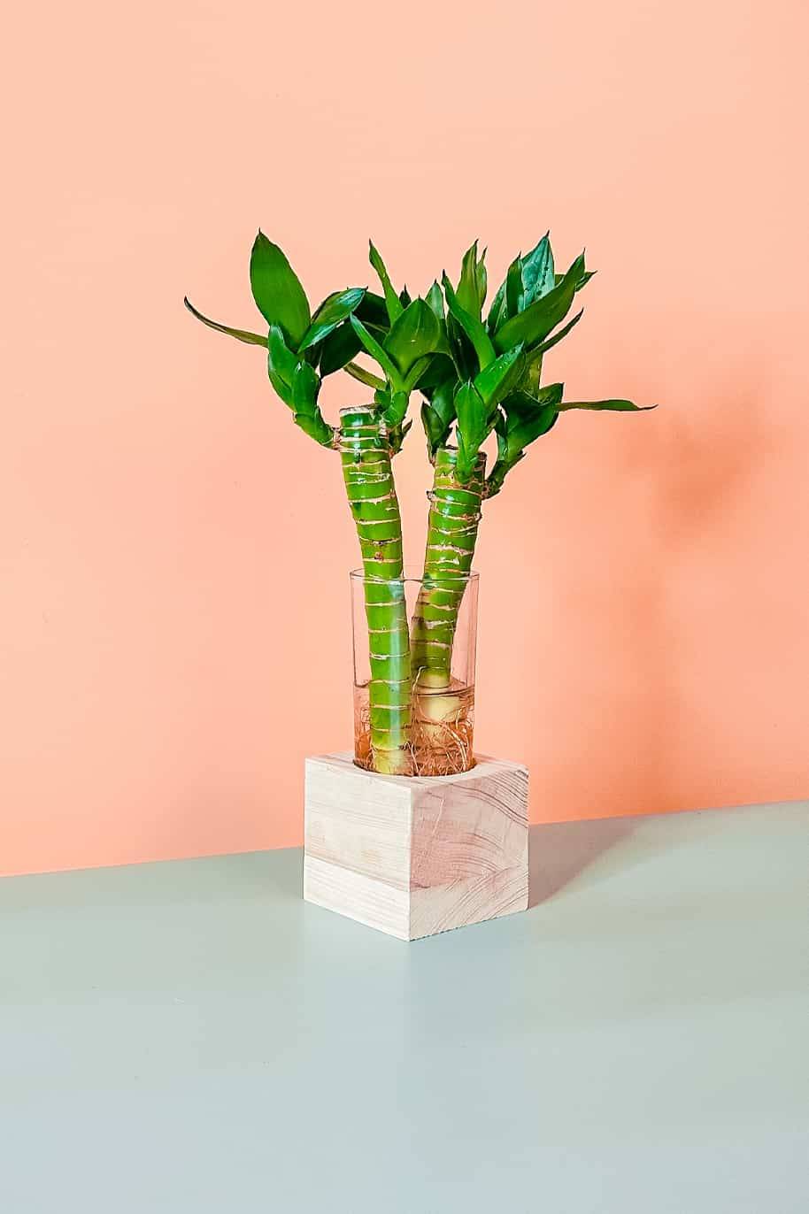 Lucky Bamboo Cubo (PS Decor)