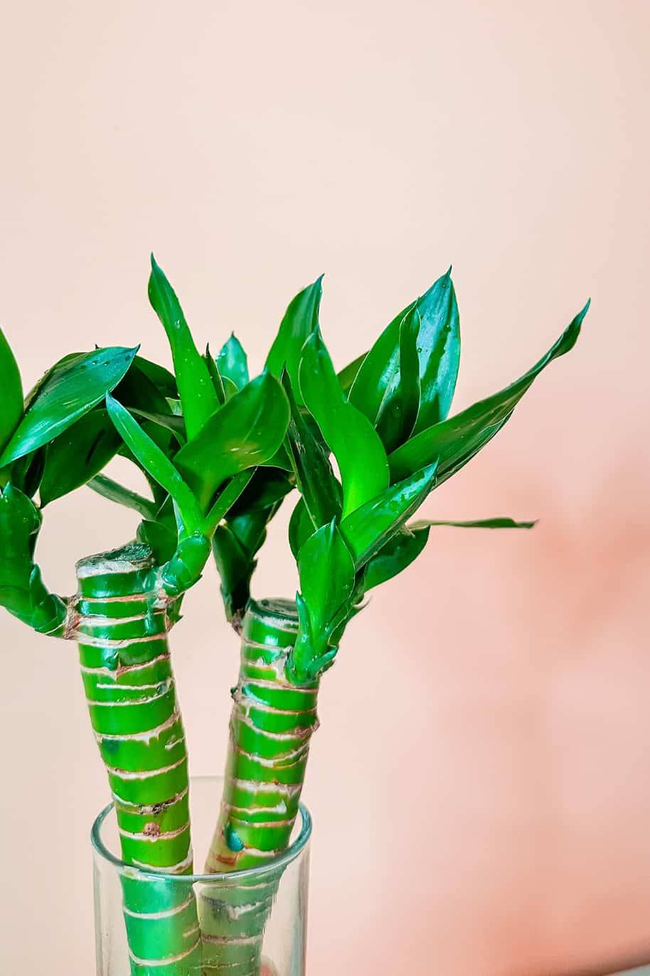 Lucky Bamboo Cubo (PS Decor) - Image 2