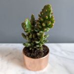 Potted Pony Cactus