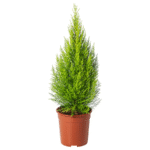 Cupressus Macrocarpon (Gold Crest)