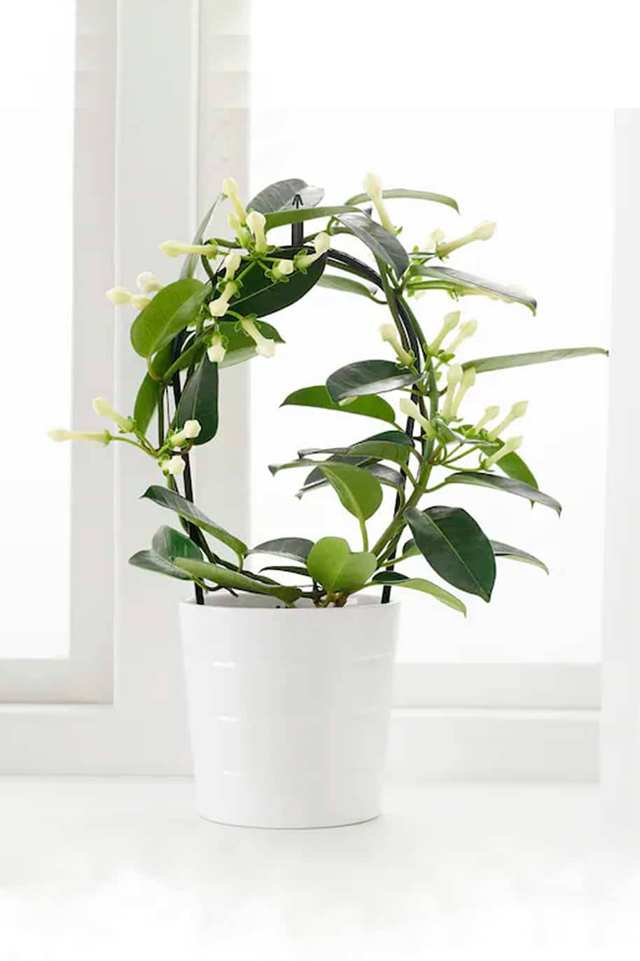 Madagascar Jasmine (Stephanotis floribunda)