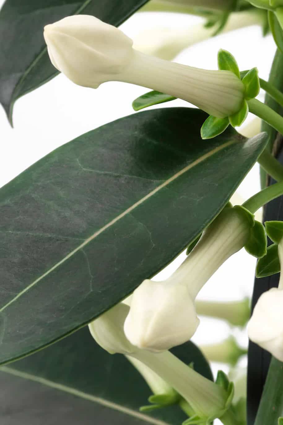 Madagascar Jasmine (Stephanotis floribunda) - Image 2