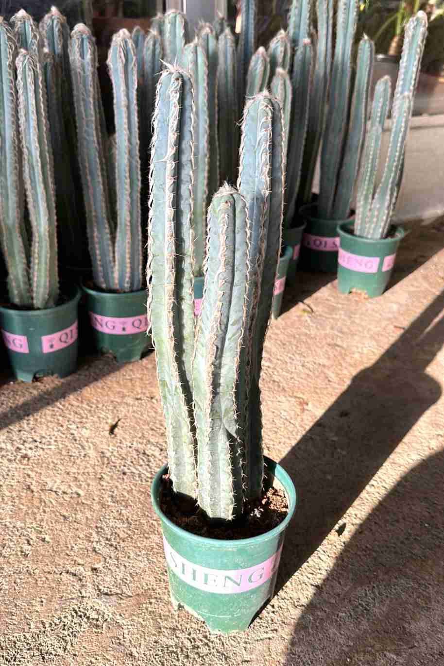 Mandacaru Cereus Cactus (Cereus Jamacaru) - Image 2