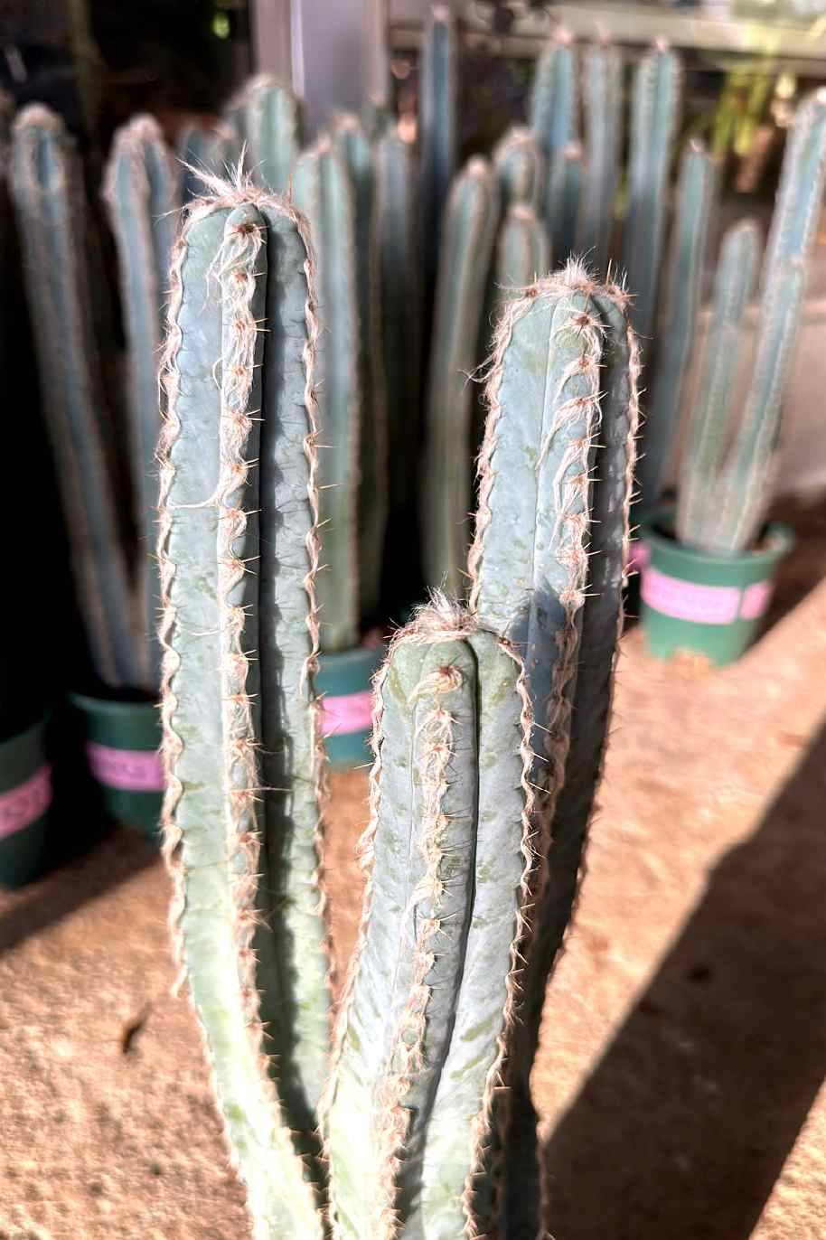Mandacaru Cereus Cactus (Cereus Jamacaru)