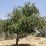 Manilla Tamarind (Pithecellobium Dulce)