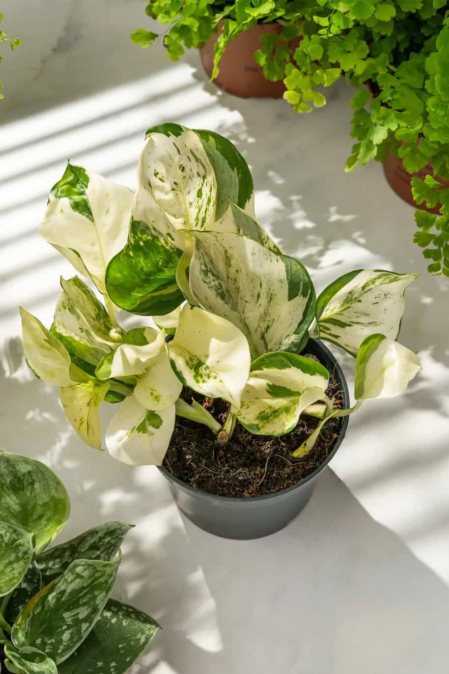 Manjula Pothos (Epipremnum Aureum)