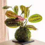 PS Maranta Kokedama (PS Kokedama)