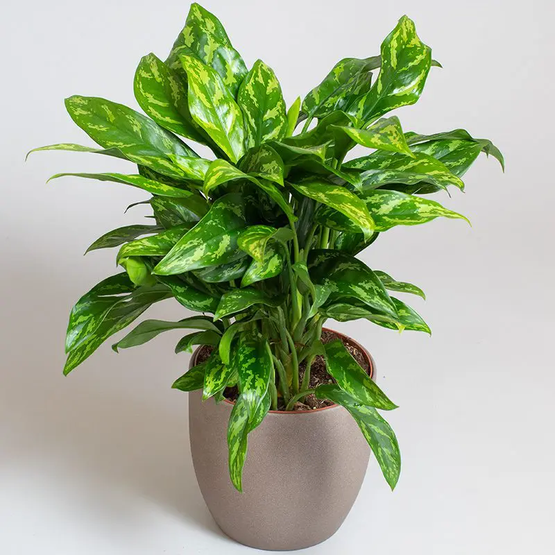 Aglaonema Maria (MiniAglaonema)