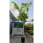 Millingtonia Hortensis