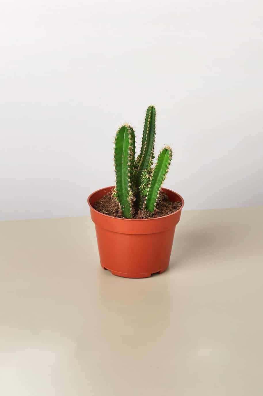 Mini Cactus Mix (Cactus) - Image 2