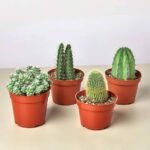 Mini Cactus Mix (Cactus)