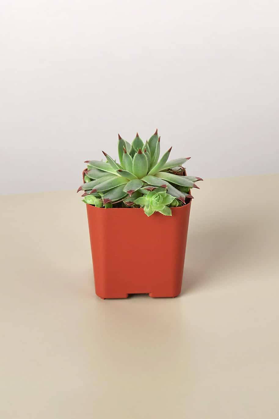 Mini Succulent Mix (Succulents) - Image 2