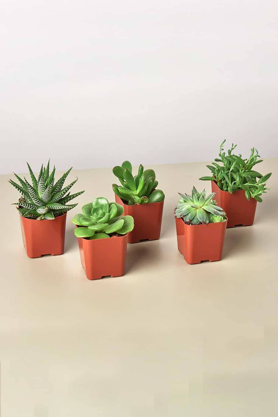 Mini Succulent Mix (Succulents)