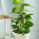 Money Plant - Holland (Scindapsus)