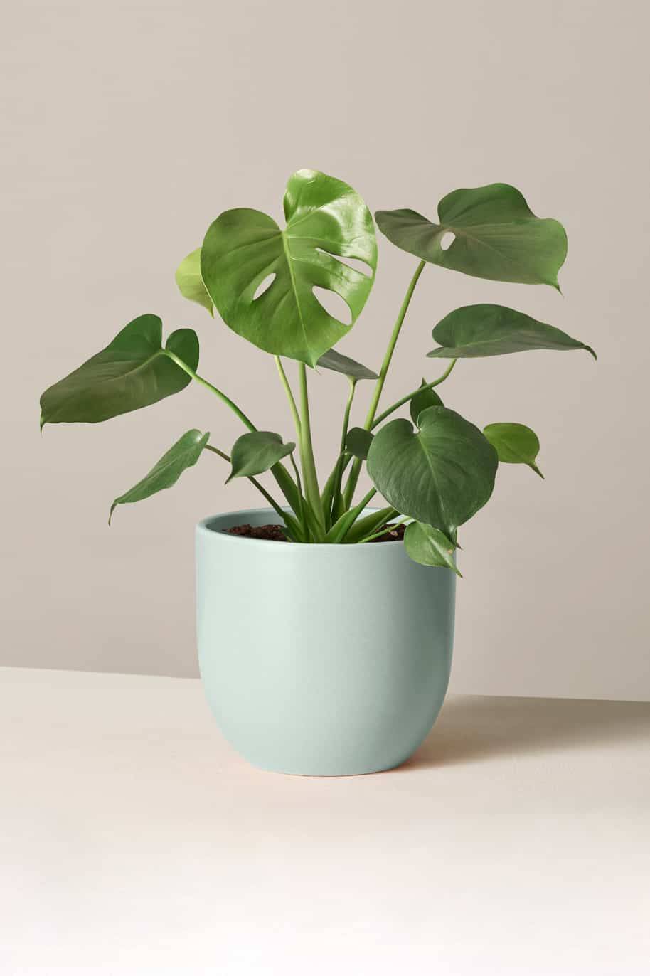 Monstera Deliciosa (Monstera)
