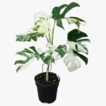 Monstera Albo Plant – Swiss Cheese Plant