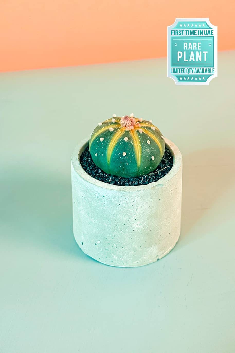 Murano Cactus Mini (Astrophytum myriostigma)