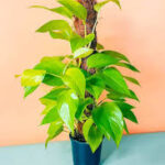 Neon Pothos Moss stick for sale in dubai