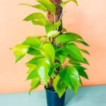 Neon Pothos Moss stick (Epipremnum aureum 'Neon')