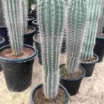 Old Man Cactus (Pilosocereus Leucocephalus)