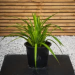 Variegated Pandanus (Pandanus Baptistii Variegata)