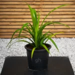 Pandanus (Pandanus Baptistii)