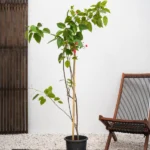 Spicy Jatropha (Jatropha Integerrima Peregrina)