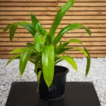 Wide Leaf Pandanus (Pandanus Amaryllifolius)