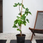Fig Tree (Ficus Carica)