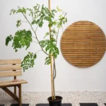 Drumstick Tree (Moringa Oleifera)